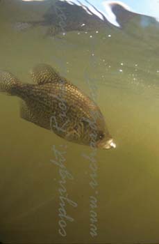 crappie